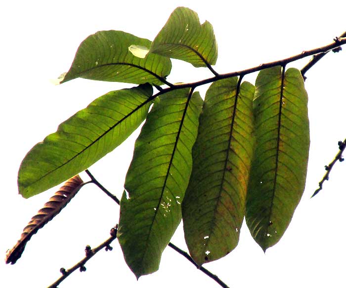 Panama Rubber Tree, CASTILLA ELASTICA, leaves during flowering time