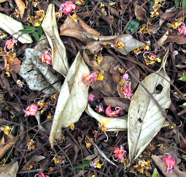CASSIA GRANDIS, flowers on ground