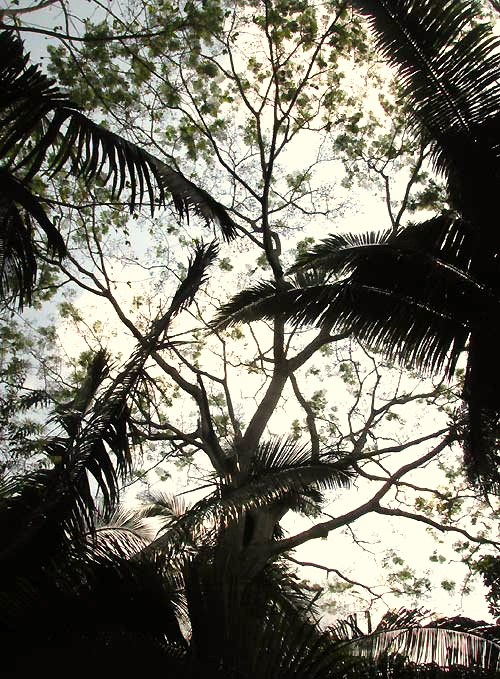 Brazilian Fern Tree, SCHIZOLOBIUM PARAHYBA, tree leafless