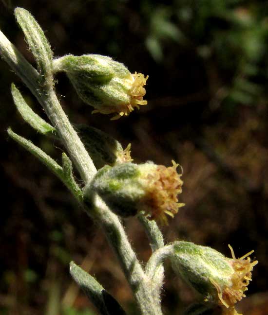 White Sage, ARTEMISIA LUDOVICIANA, flowering heads