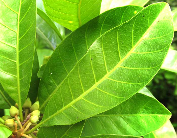 Canistel, POUTERIA CAMPECHIANA, leaf
