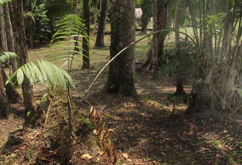 Pacaya Palms, CHAMAEDOREA TEPEJILOTE, two trees connected by bent rooting stem