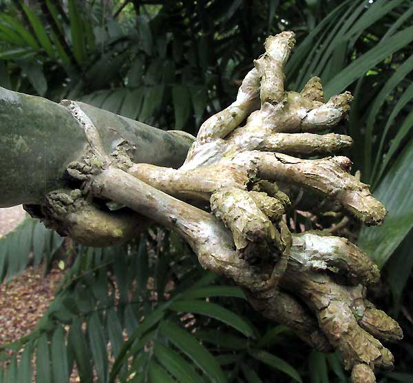 Pacaya Palms, CHAMAEDOREA TEPEJILOTE, roots emerging from stem node
