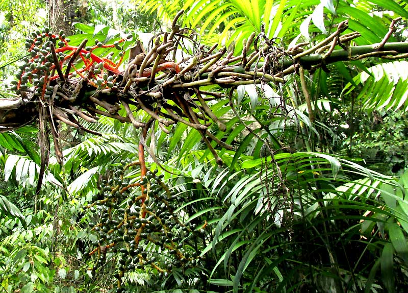 Pacaya Palms, CHAMAEDOREA TEPEJILOTE, rooting stem