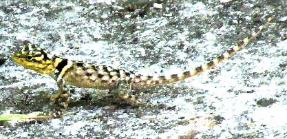 immature Yucatan Spiny Lizard, SCELOPORUS SERRIFER SERRIFER