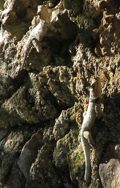 Yucatan Spiny Lizard, SCELOPORUS SERRIFER SERRIFER, basking adult pair