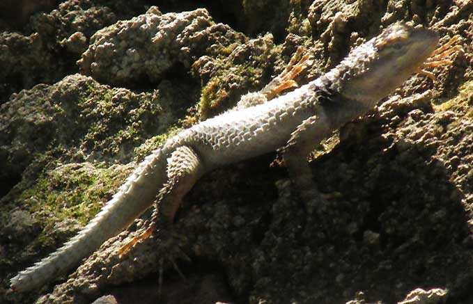 Yucatan Spiny Lizard, SCELOPORUS SERRIFER SERRIFER