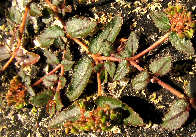 EUPHORBIA OPHTHALMICA, flower clusters at branch tips