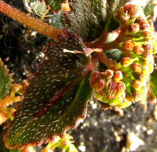 EUPHORBIA OPHTHALMICA, hairy leaf & flower cluster