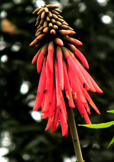 Coral Tree, ERYTHRINA FOLKERSII, inflorescence