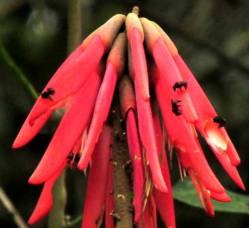 Coral Tree, ERYTHRINA FOLKERSII, bees apparently feeding on corollas