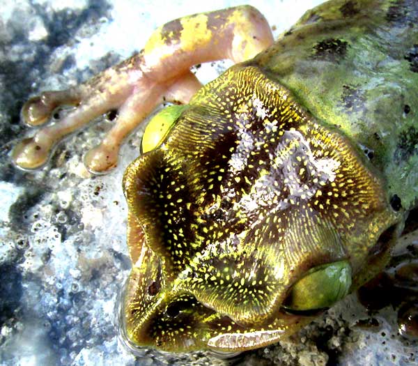 Yucatán Casqueheaded Treefrog, TRIPRION PETASATUS, head from top