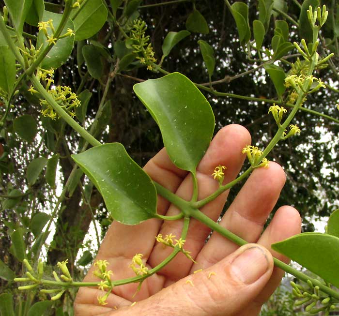 Tropical Mistletoe, STRUTHANTHUS CASSYTHOIDES, flowers & leaves