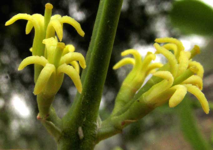 Tropical Mistletoe, STRUTHANTHUS CASSYTHOIDES, flowers
