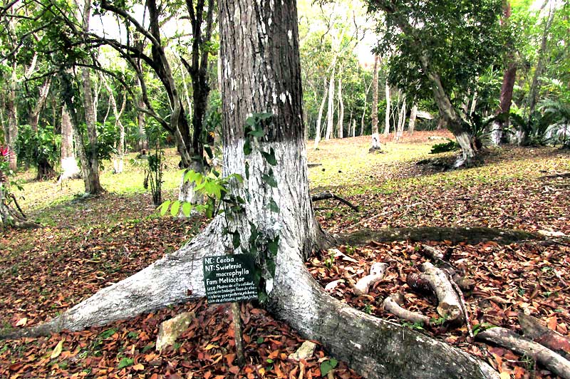 Mahogany, SWIETENIA MACROPHYLLA, trunk and spreading roots