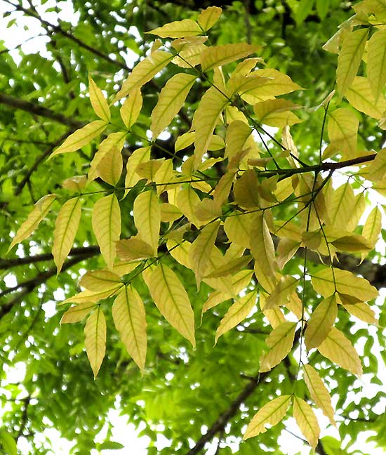 Mahogany, SWIETENIA MACROPHYLLA, leaves