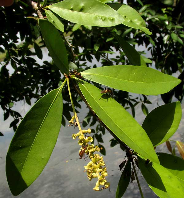 Black Olive, BUCIDA BUCERAS, flowering spike