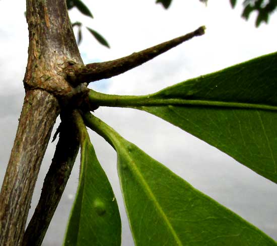 Black Olive, BUCIDA BUCERAS, spine, leaf bases & enlarged node