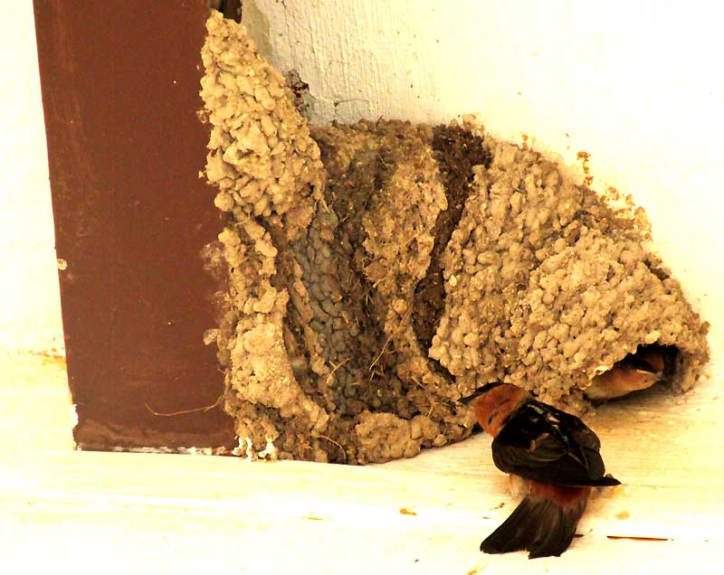 CAVE SWALLOW nest and nestlings
