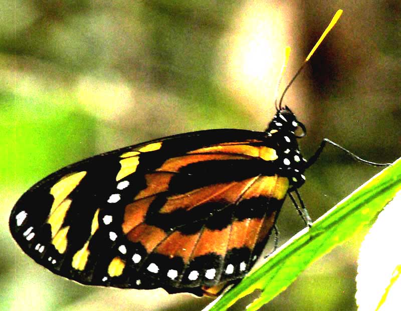 Tropical Milkweed Butterfly, LYCOREA HALIA ATERGATIS