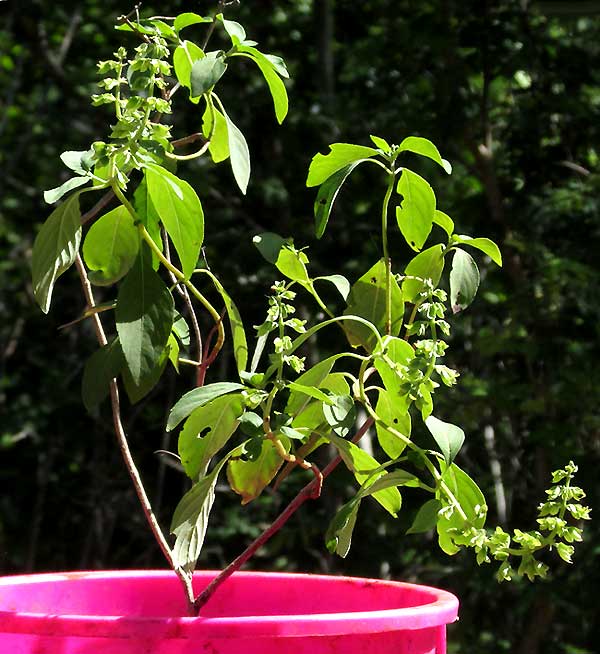 Wild Basil, OCIMUM CAMPECHIANUM, cultivated in pot