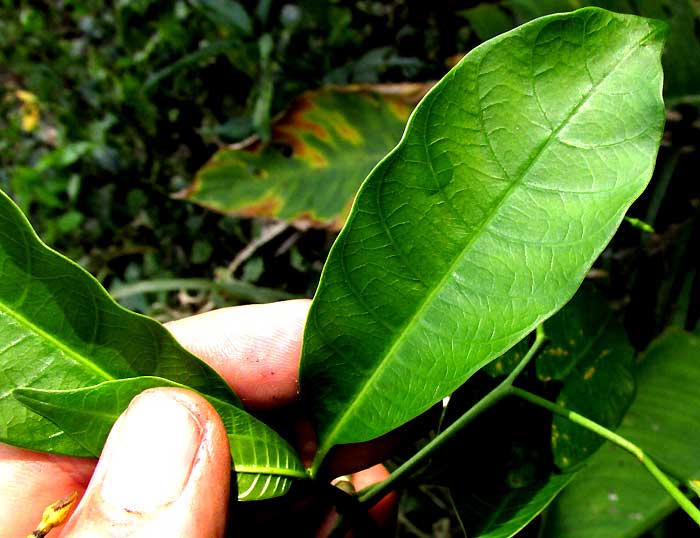 TABERNAEMONTANA AMYGDALIFOLIA, leaf