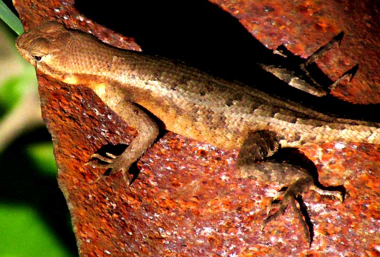Yucatán Spiny Lizard, SCELOPORUS CHRYSOSTICTUS, female top view