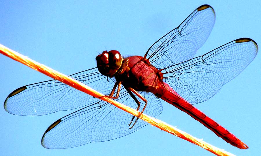 Carmine Skimmer, ORTHEMIS DISCOLOR, view from below