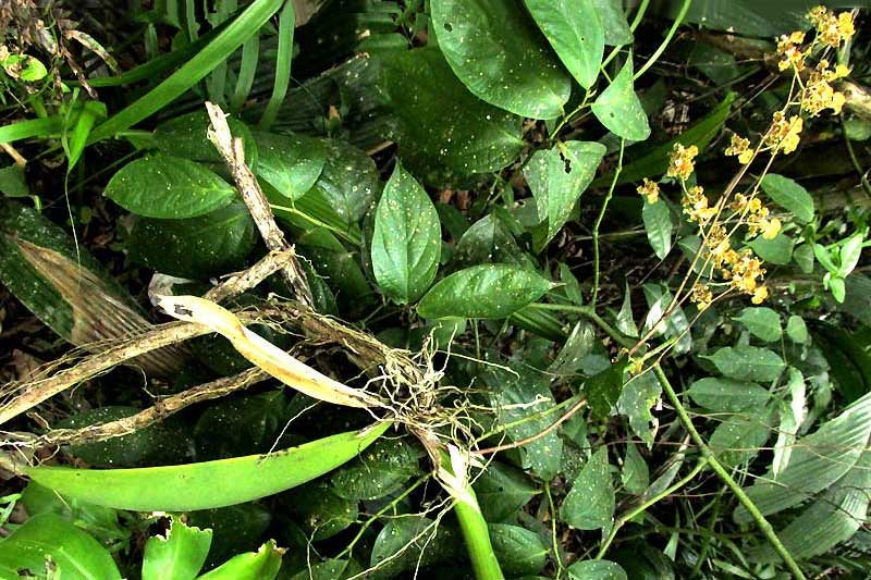 Trichocentrum (Oncidium) ascendens, fallen from tree