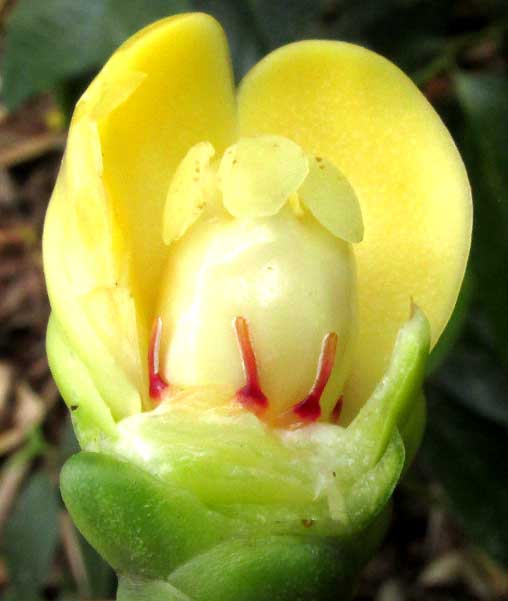 Clusia cf. chanekiana, flower bud with petals removed to show ovary and other parts