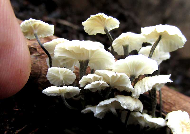 collybioid mushroom on woody twig, black stem