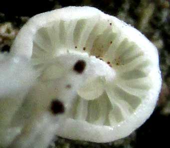 collybioid mushroom on woody twig, gills