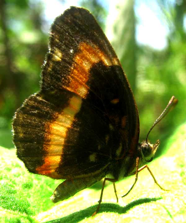 Bordered Patch, CHLOSYNE LACINIA, side view of faded adult