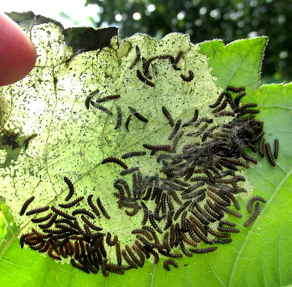 early instar caterpillars of Bordered Patch, Chlosyne lacinia