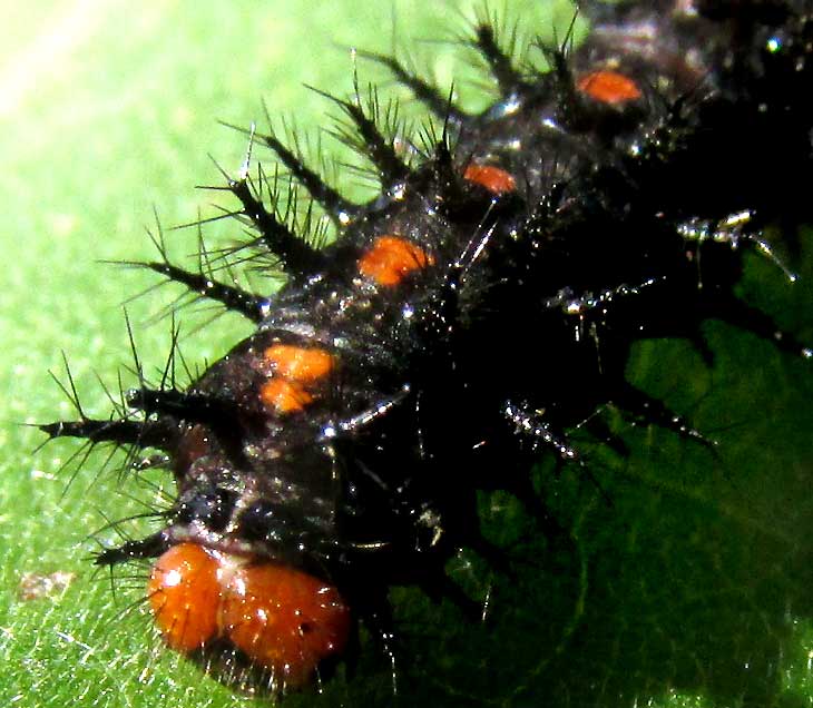 late instar caterpillar of Bordered Patch, Chlosyne lacinia