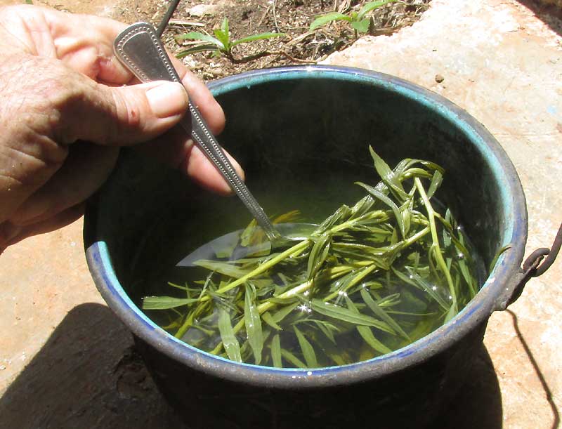 White Sage, ARTEMISIA LUDOVICIANA, brewing tea