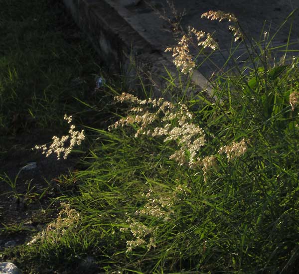 MELINIS REPENS, Ruby Grass or Natal Grass, city weed in Mexico
