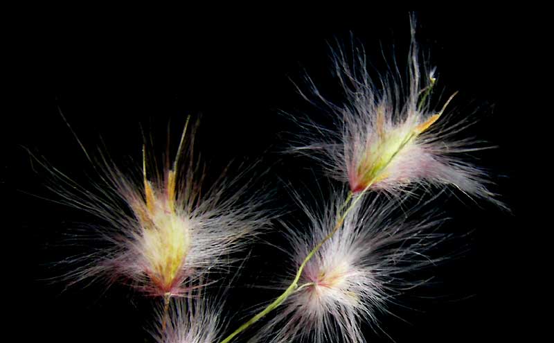 MELINIS REPENS, Ruby Grass or Natal Grass, flowers