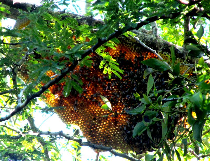 honeybee comb without cover, on tree limb