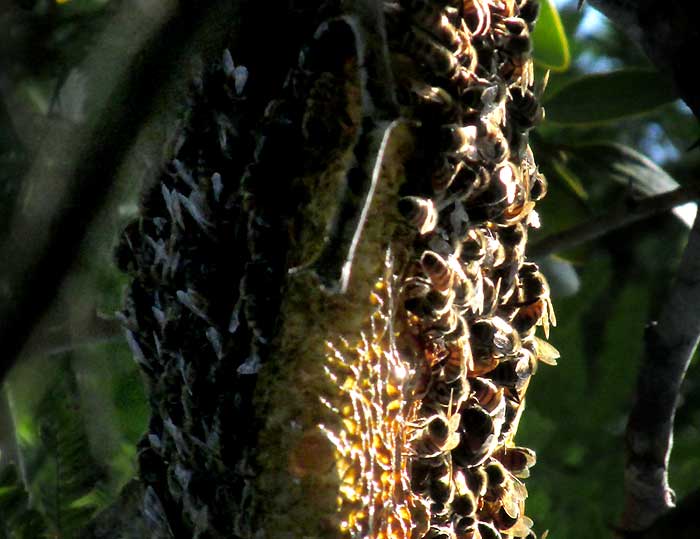 honeybee comb without cover, on tree limb, seen from beneath the comb