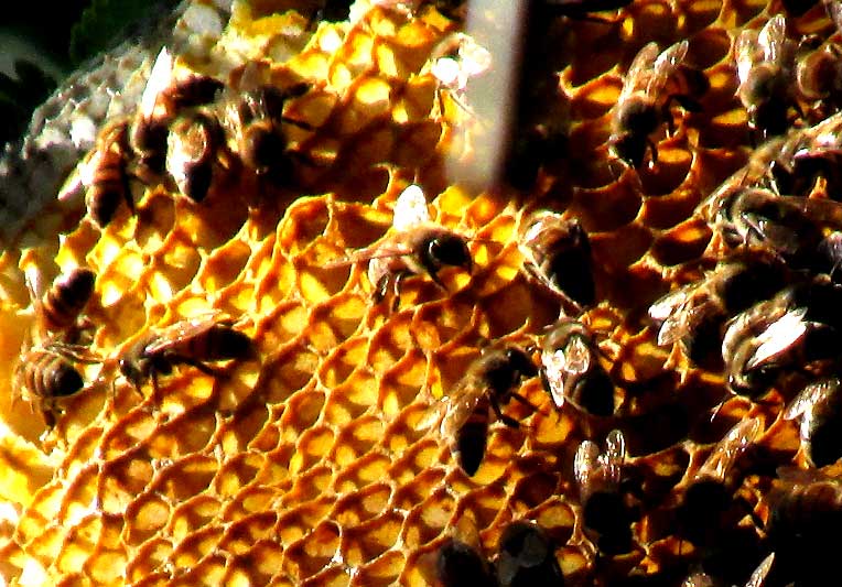 honeybees on comb without cover, on tree limb