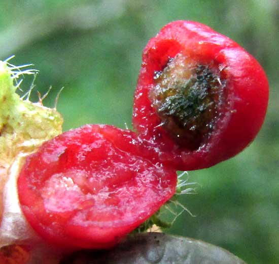 VARRONIA GLOBOSA, red, fleshy fruit bearing single woody seed