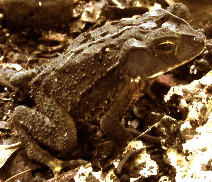 Campbell's Forest Toad, INCILIUS (BUFO) CAMPBELLI