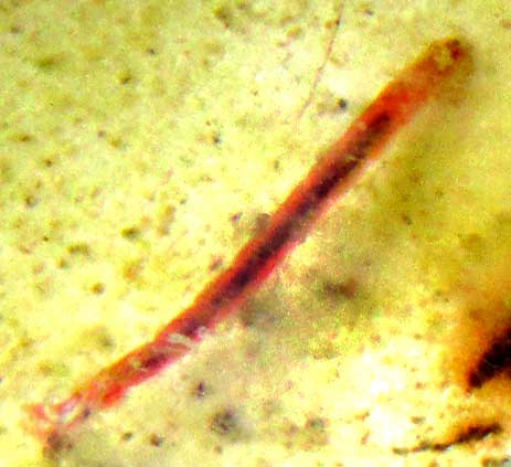 redy larval stage of Chironomidae, bloodworm