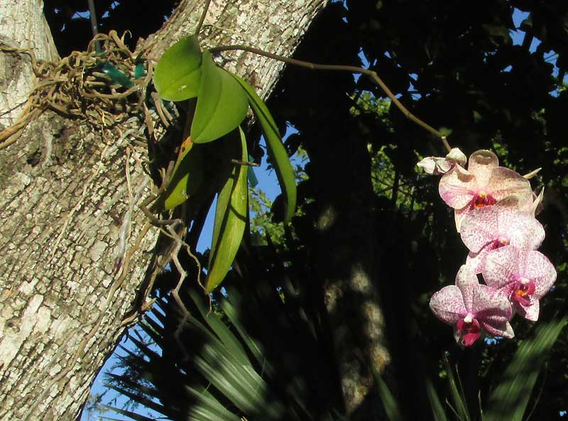 Phalaenopsis in tree