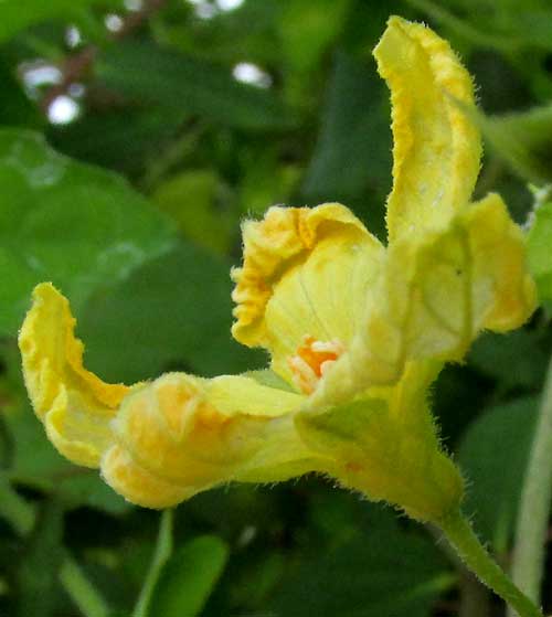 Balsam-pear, Momordica charantia, male flower