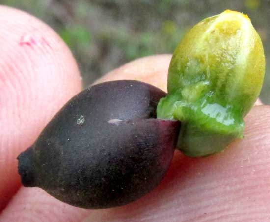 Mayan Tropical Mistletoe, PSITTACANTHUS MAYANUS, seed and pulp