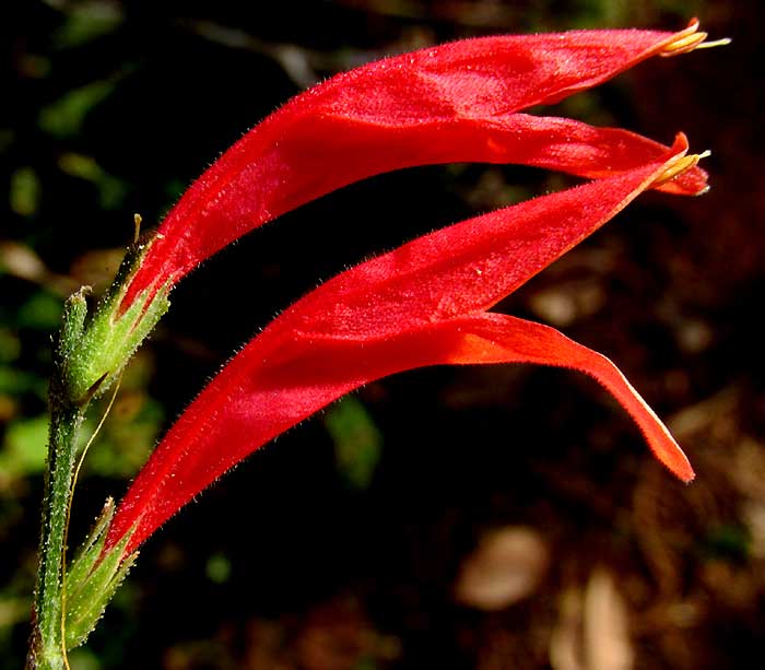 Sixangle Foldwing, DICLIPTERA SEXANGULARIS, flowers