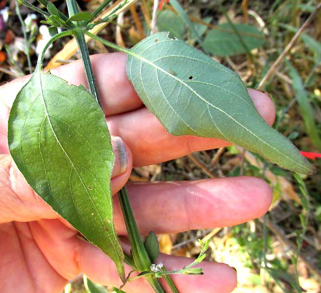 Sixangle Foldwing, DICLIPTERA SEXANGULARIS, leaves