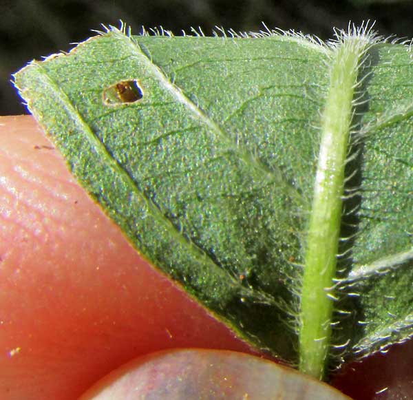 Sixangle Foldwing, DICLIPTERA SEXANGULARIS, hairy leaf undersurface